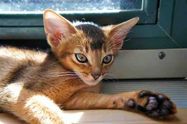 abyssinian kittens for sale